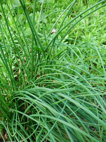 Allium vineale